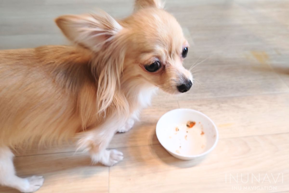 タミーレシピ　鶏わんこそばを完食した愛犬